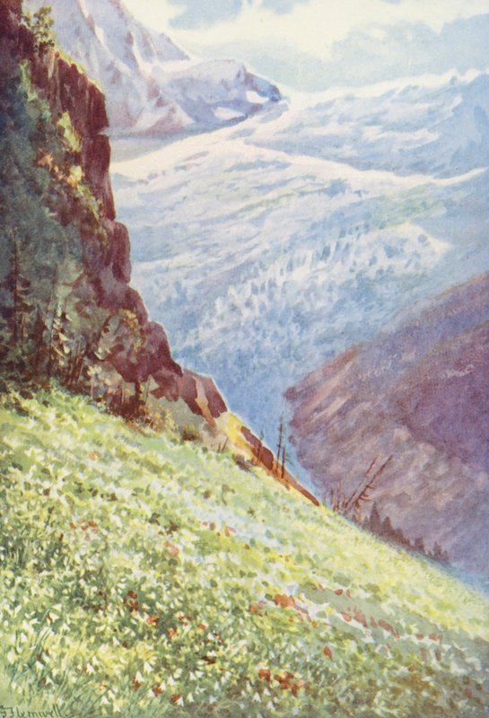 Paradisliljen (Paradisia Liliastrum) nær Glacier de Trient omkring midten af juni (farvelitografi) af George Jackson Flemwell