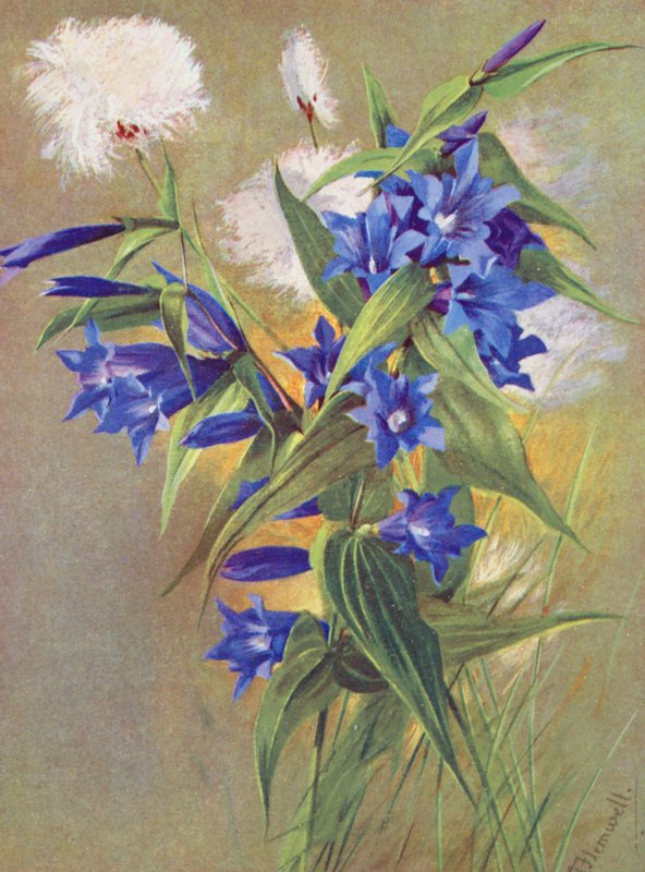 Ensian (G asclepiadea) og alpebomuld (Eriophorum Scheuchzeri) (farvelitografi) af George Jackson Flemwell