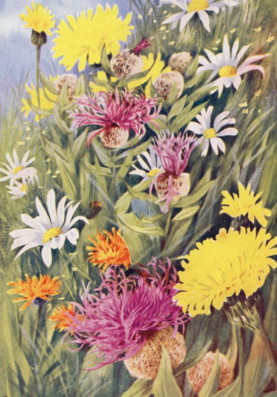 Den høje gule Hypochaeris uniflora, Centaurea uniflora, den gyldne Hawkweed (Crepis aurea) tegnet fra livet i juli-markerne (farvelitografi) af George Jackson Flemwell