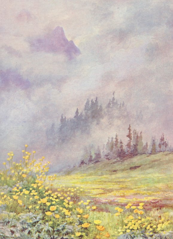 Trollius europaeus, globusblomsten, på de skyfyldte marker i begyndelsen af juni (farvelitografi) af George Jackson Flemwell