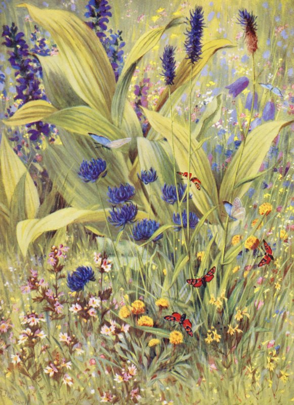 Unge planter af Veratrum album, sammen med Salvia pratensis, Phyteuma betonicaefolium, P orbiculare, den hvide og den gule Euphrasia og den gule kløver, tegnet på stedet i begyndelsen af juli (farvelitografi). af George Jackson Flemwell