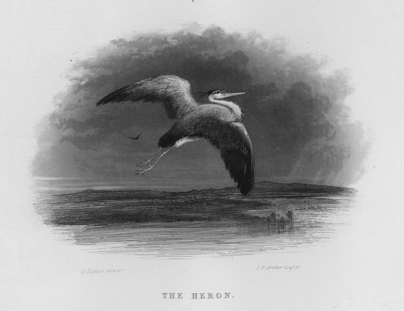 The Heron (gravering) af George Lance