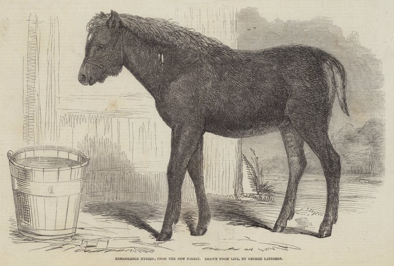 Bemærkelsesværdig hybrid fra New Forest af George Landseer
