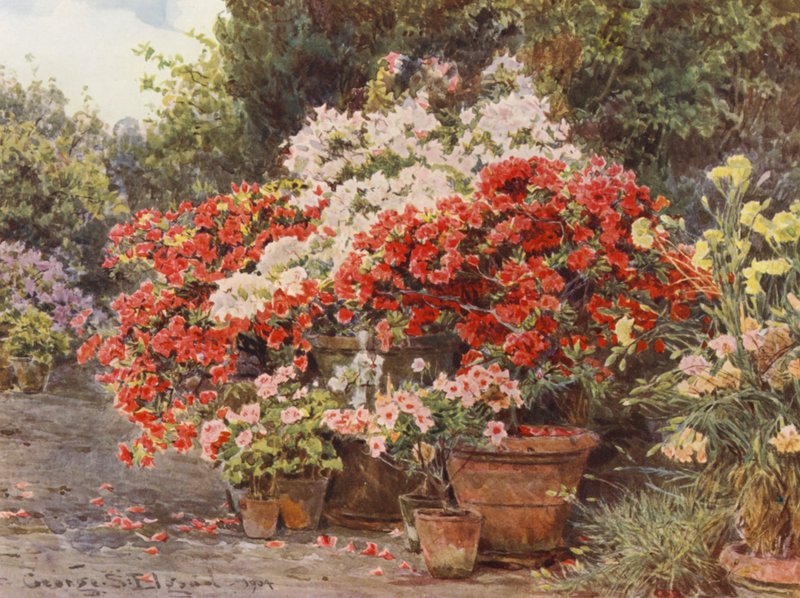 Italienske haver: Azaleaer (farvelitografi) af George Samuel Elgood