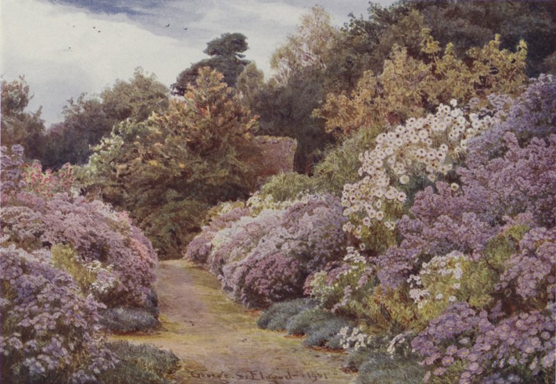 Michaelmas Daisies, Munstead Wood af George Samuel Elgood