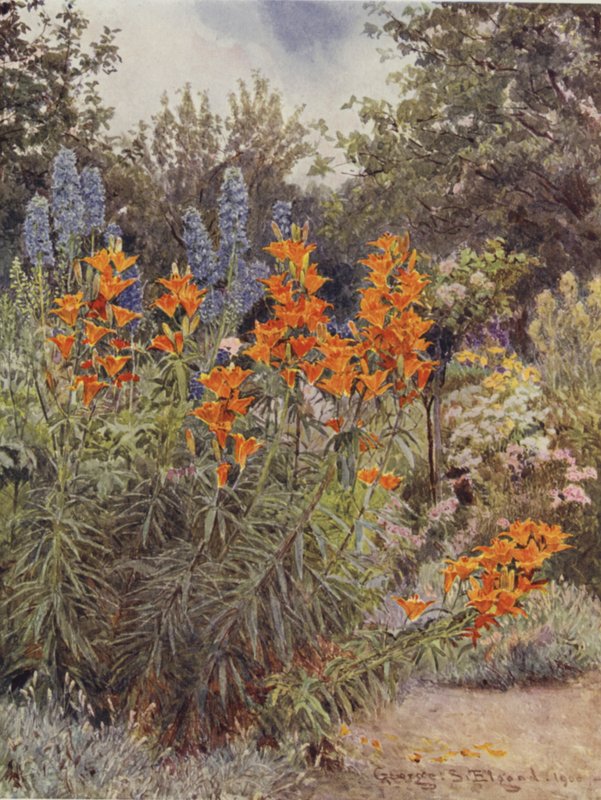 Orange liljer og lærkespore af George Samuel Elgood