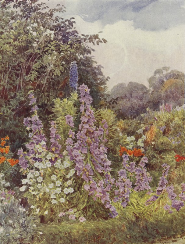 Lilla Campanula af George Samuel Elgood