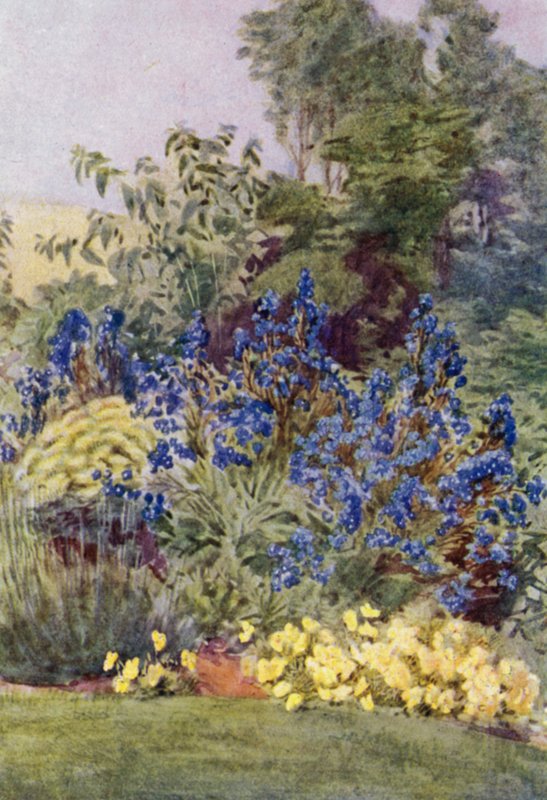 Anchusa Italica Dropmore sort, Dropmore Alkanet, med Clematis recta og Violas (farve litho) af George Soper