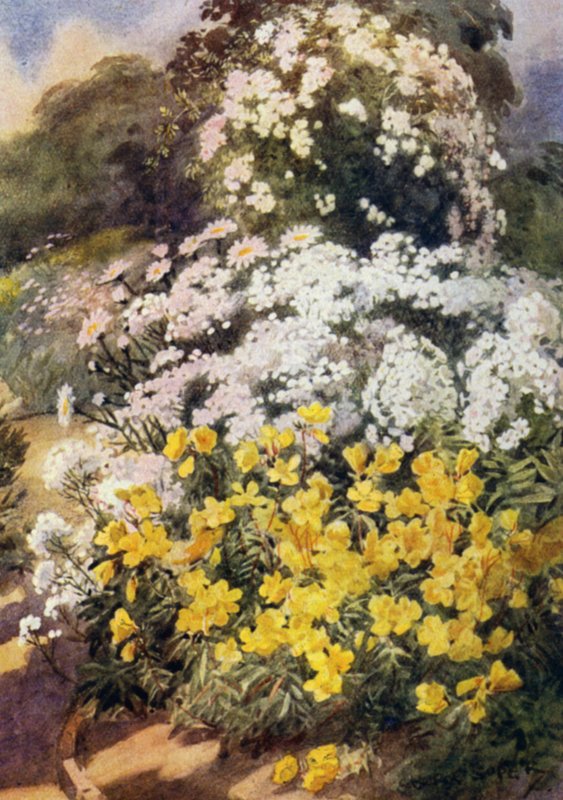 Oenothera Fruticosa Youngii, en af de bedste aftenprimula, med baggrund af hvide Phloxes, Achillea Ptarmica og Shasta Daisies (farve litho) af George Soper