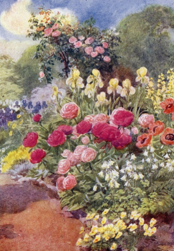 Pæoner, med akelejer, gule iris og termopsis (farve litho) af George Soper