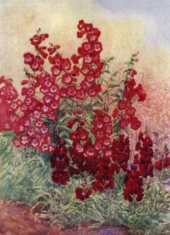 Pentstemons, Antirrhinums og Heuchera Brizoides (farve litho) af George Soper