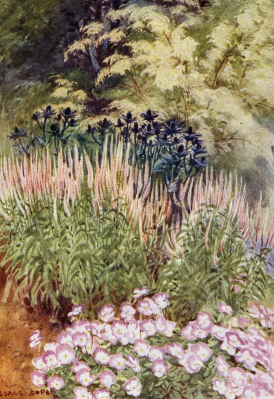 Veronica spicata rosea, med Eryngiums og Violas (farve litho) af George Soper