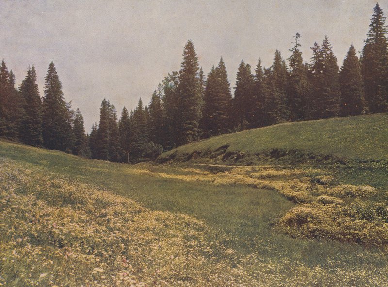 Eng på Feldberg, Schwarzwald, Tyskland (farvefoto) af German Photographer