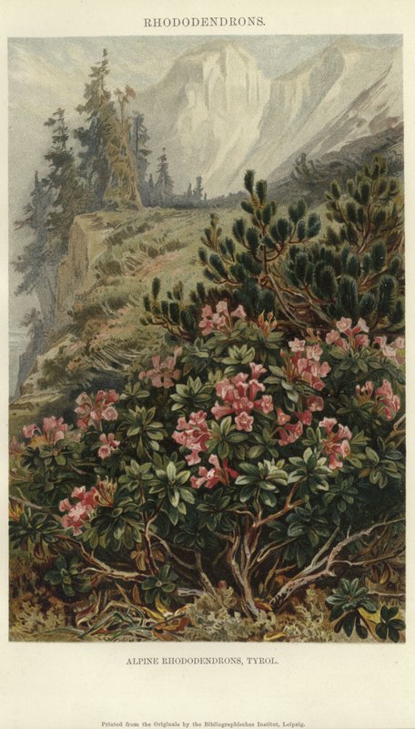 Alpine Rhododendron af German School