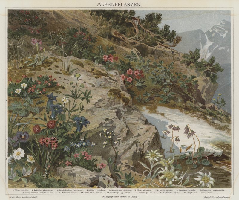 Alpine planter af German School