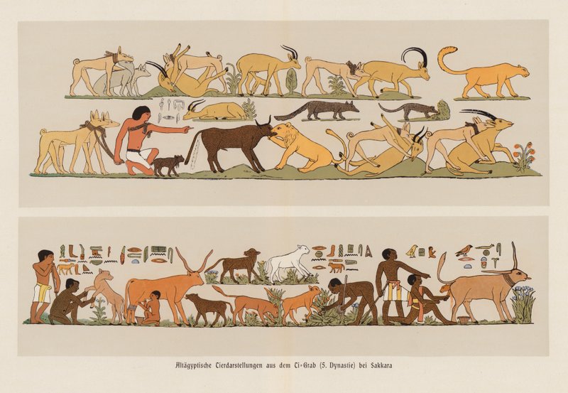 Gamle egyptiske malerier af dyr (farvelitografi) af German School