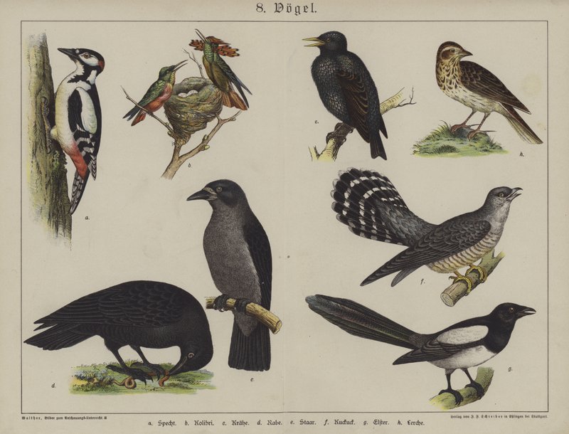 Dyr (farve litho) af German School