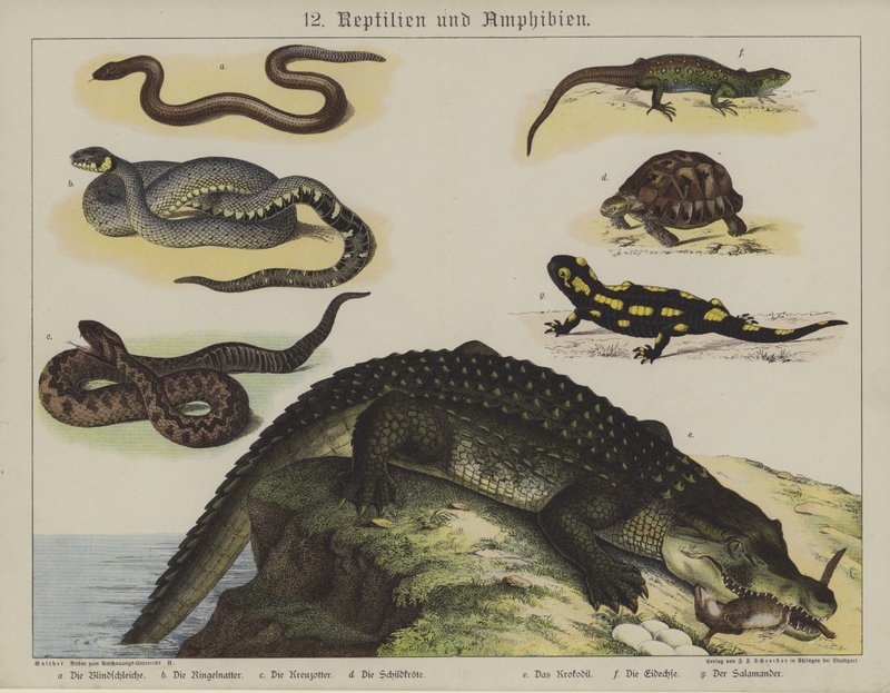 Dyr (farve litho) af German School