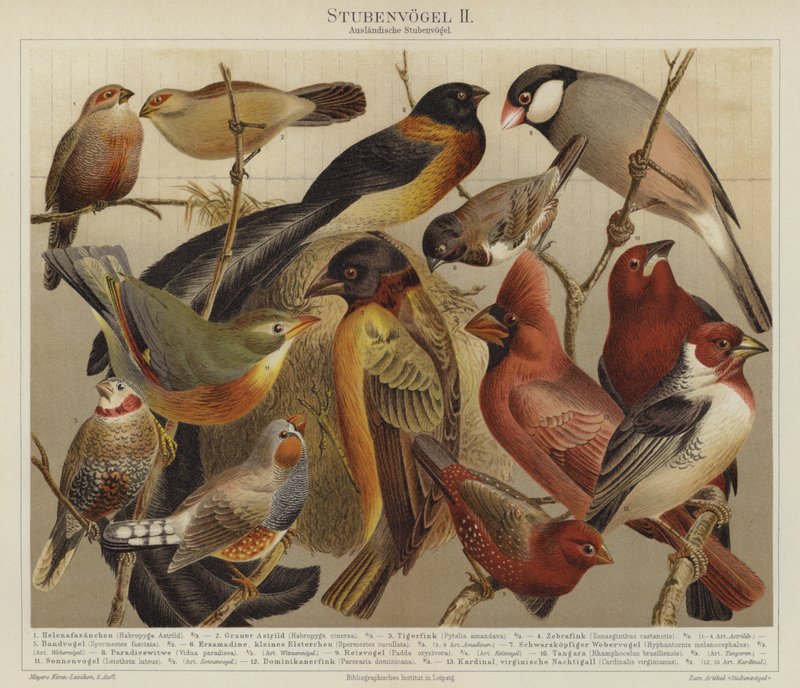 Fugle (farve litho) af German School