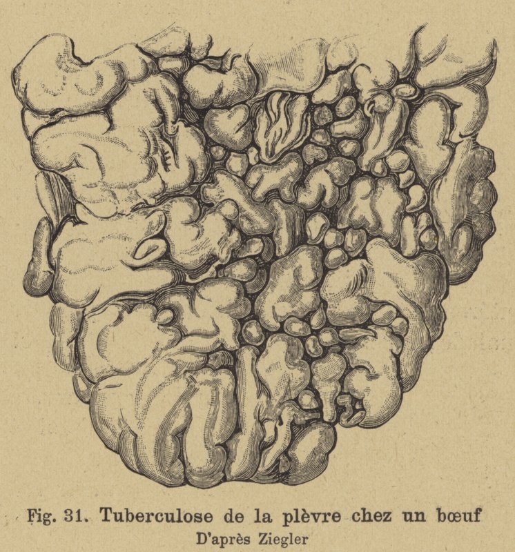 Bovin tuberkulose af German School