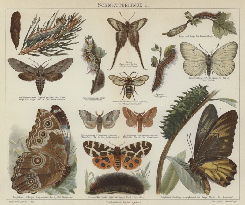 Sommerfugle og møl (farve litho) af German School