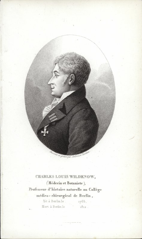Charles Louis Wildenow af German School