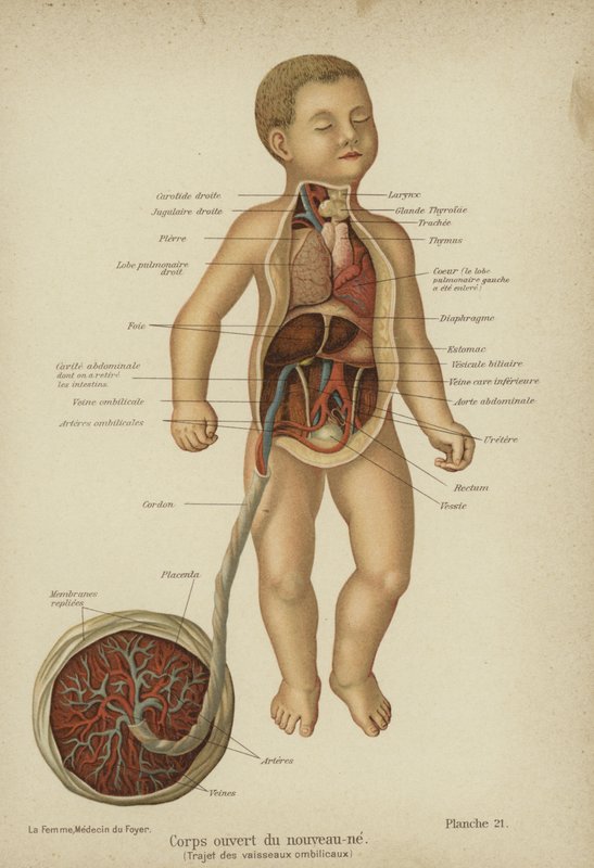 Udskåret diagram, der viser en nyfødt babys indre organer og dens navlestreng (farve litho) af German School