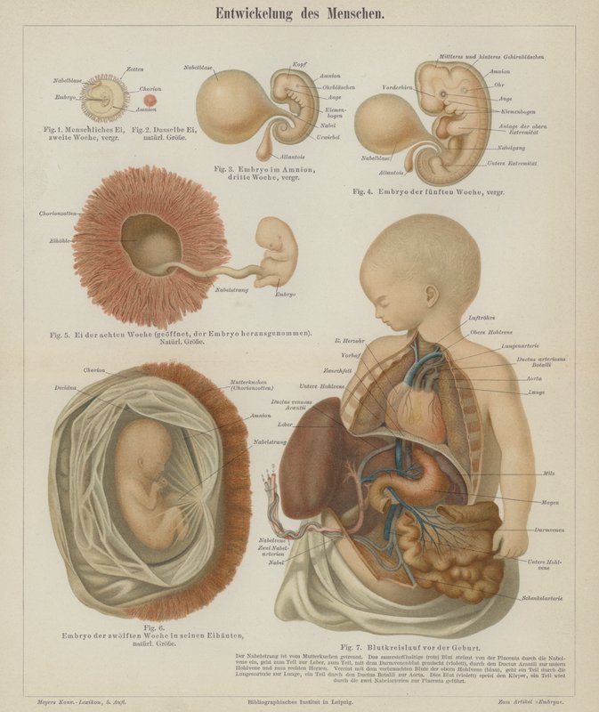 Udvikling af et menneskefoster (farve litho) af German School
