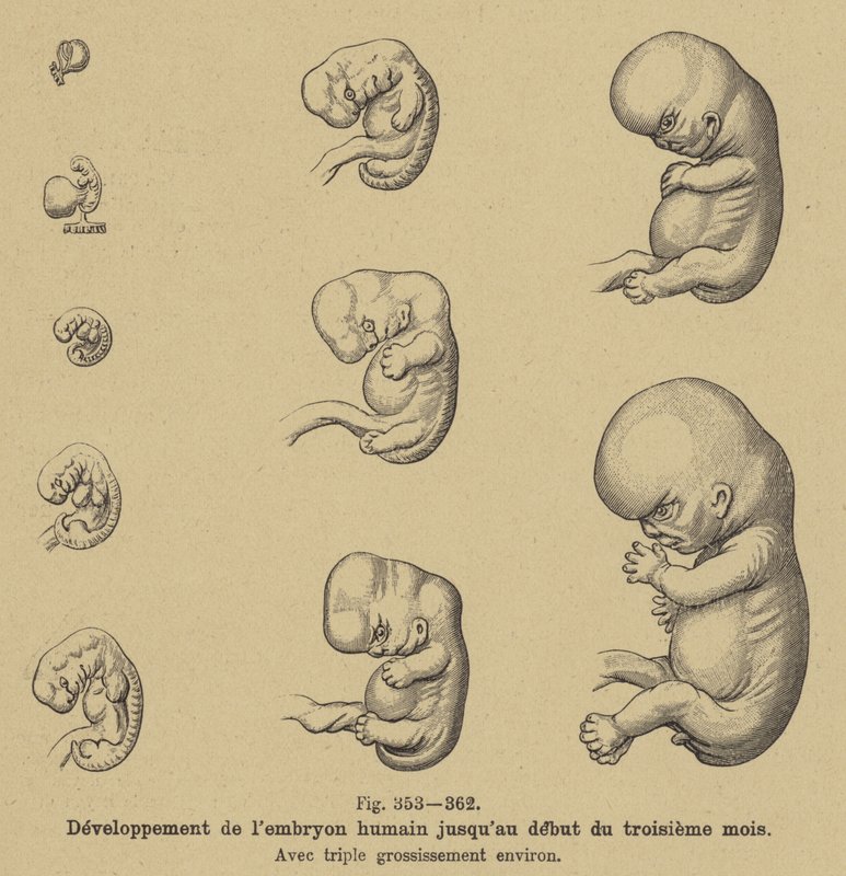 Udvikling af det menneskelige embryo i de første tre måneder af graviditeten af German School