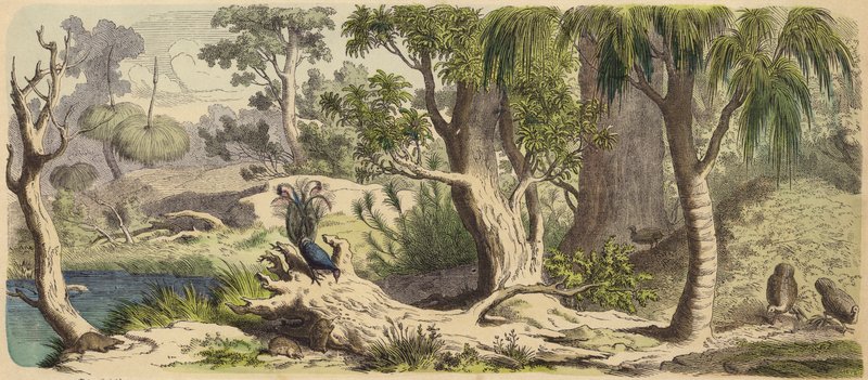 Skov i New Holland (Australien) (farvet gravering) af German School
