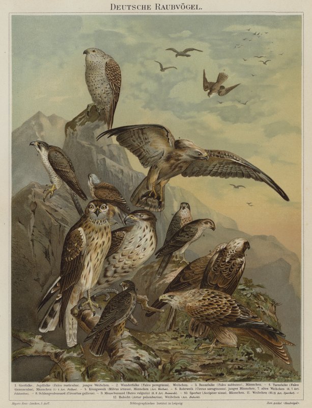 Tyske rovfugle (farve litho) af German School