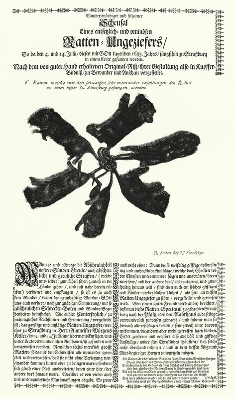 Kæmperotter fanget i Strasbourg i 1683 (gravering) af German School