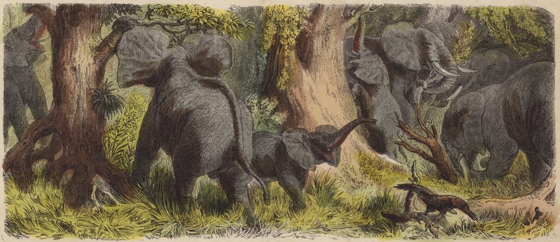 Flok elefanter i en afrikansk jungle (farvet indgravering) af German School