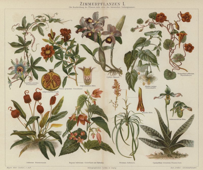 Stueplanter (farve litho) af German School