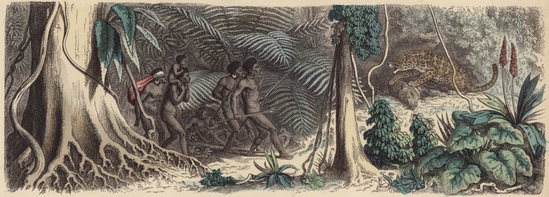 Jungle i Brasilien (farvet gravering) af German School