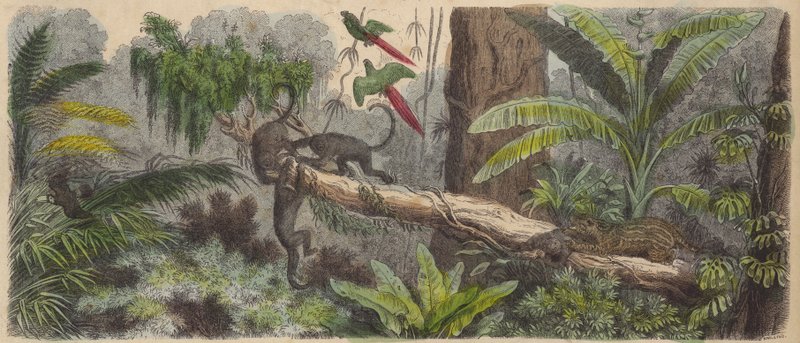 Jungle i Brasilien (farvet gravering) af German School