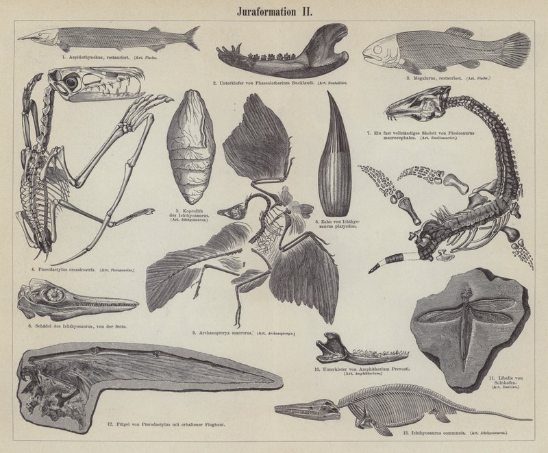 Jurassic fossiler (gravering) af German School