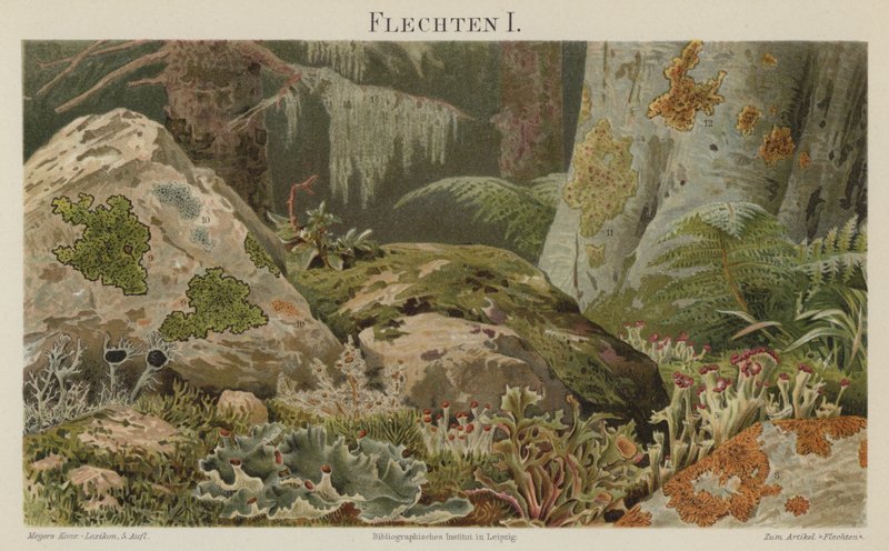 Lav (farve litho) af German School