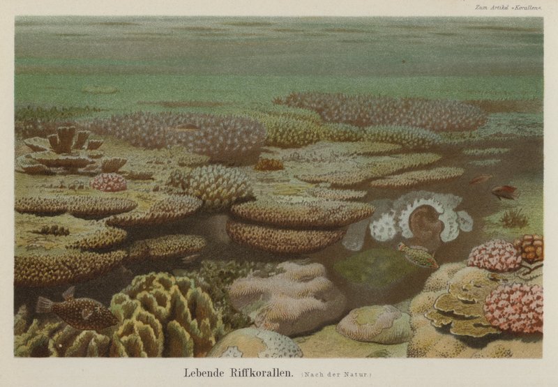 Levende revkoraller (farve litho) af German School