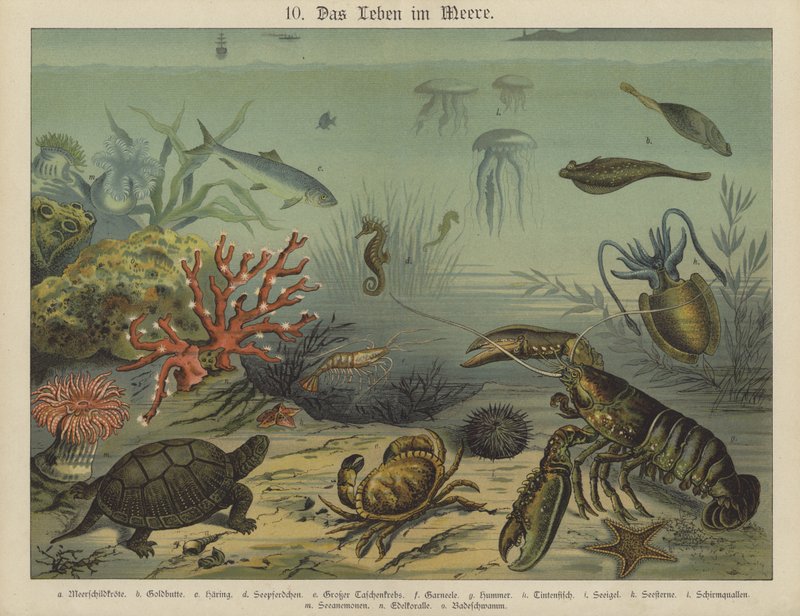 Marine liv (farve litho) af German School