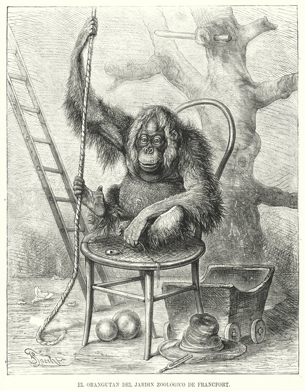 Orangutang i Frankfurt Zoo, Tyskland (litho) af German School