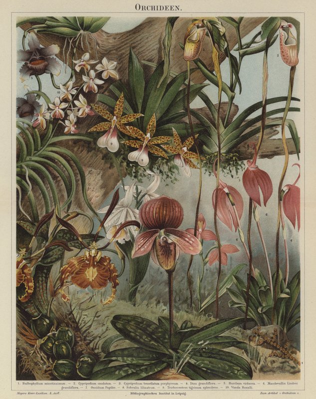 Orkideer (farve litho) af German School