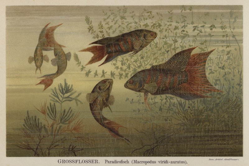 Paradis fisk af German School