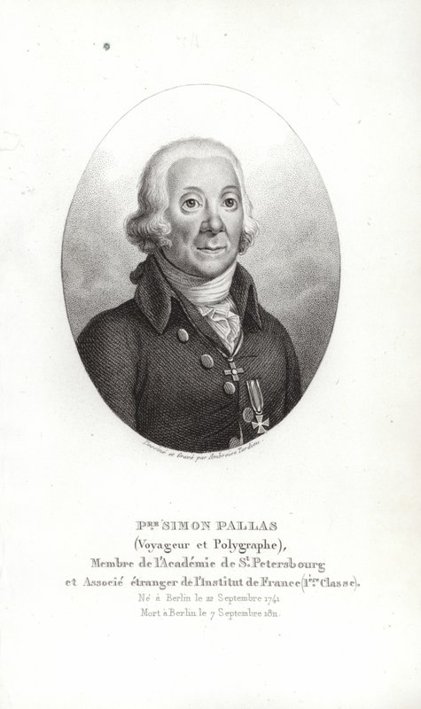 Peter Simon Pallas af German School