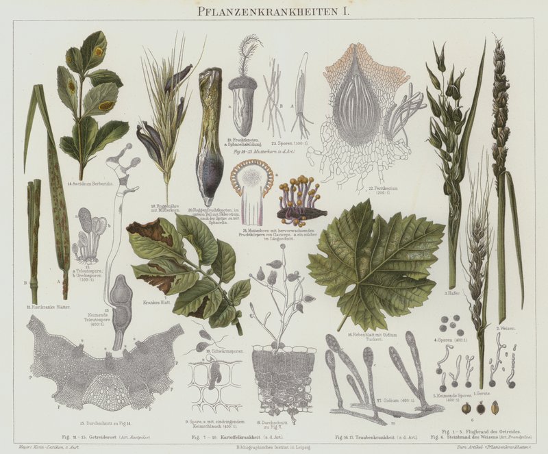Plantesygdomme (farve litho) af German School