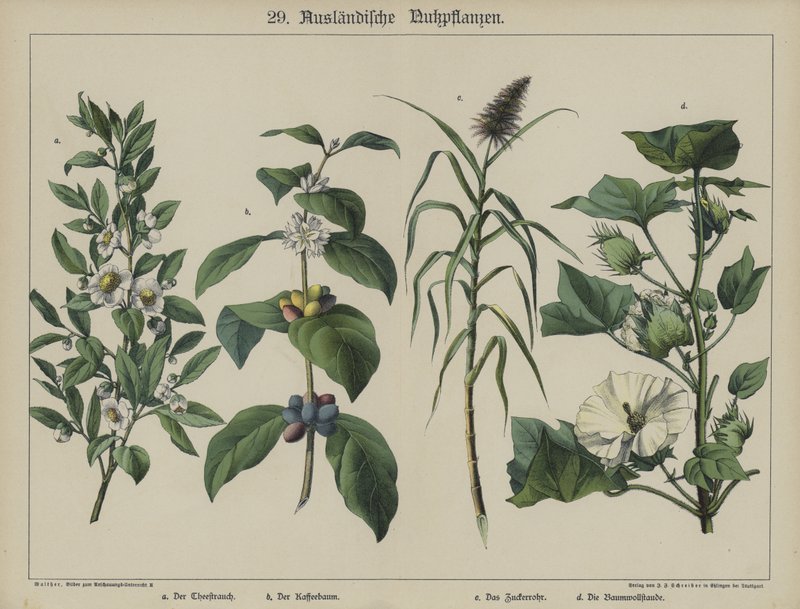 Planter (farve litho) af German School