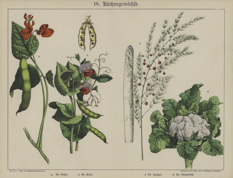 Planter (farve litho) af German School