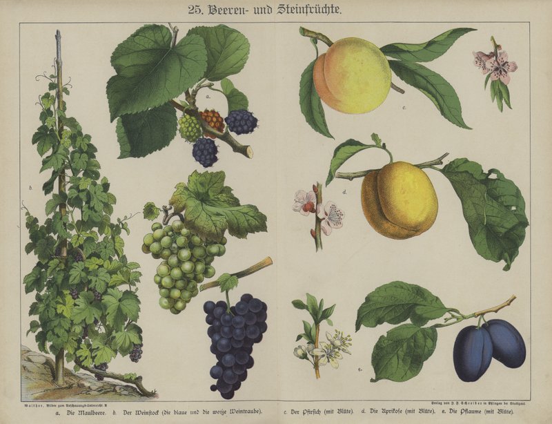 Planter (farve litho) af German School