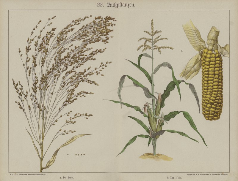 Planter (farve litho) af German School
