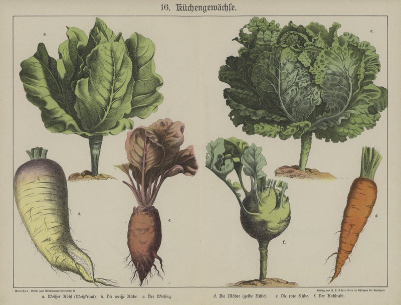 Planter af German School
